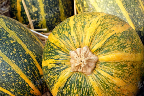 Preview: Group of striped yellow pumpkins
