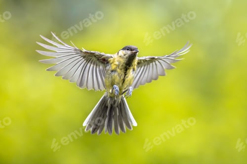Preview: Bird in flight on bright green background crop