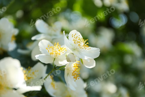 Preview: Bush with white flowers outdoors on green background, close up