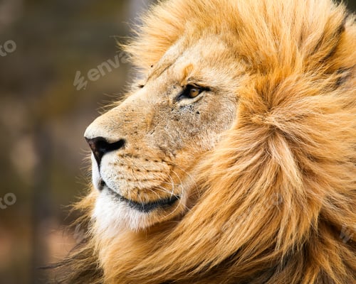 Preview: male african lion