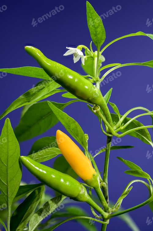 Preview: Golden Cayenne Pepper on a blue background