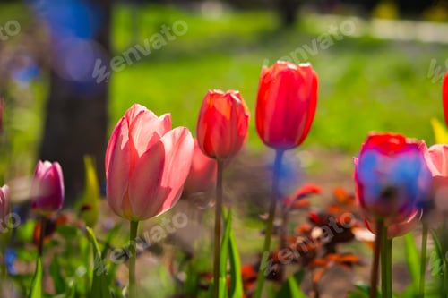 Preview: Pink tulips garden close-up in the bright rays of the sun
