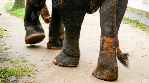 Preview: Elphant legs with marks from metal chains and ropes