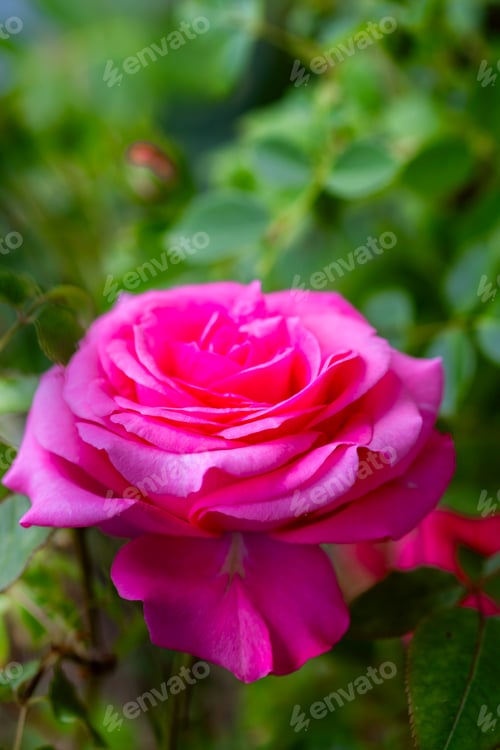 Preview: Macro blooming pink rose close up. Pink rose head blooming.