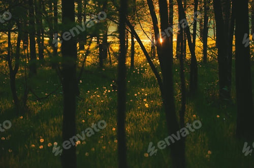 Preview: Forest near water with glowing dandelions at sunset