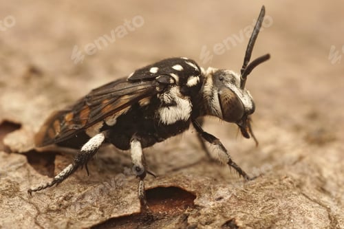 Preview: Closeup on the black and white cuckoo bee, Thyreus orbatus from France