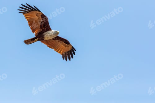 Preview: Brahminy kite (Haliastur indus) flying in a blue sky