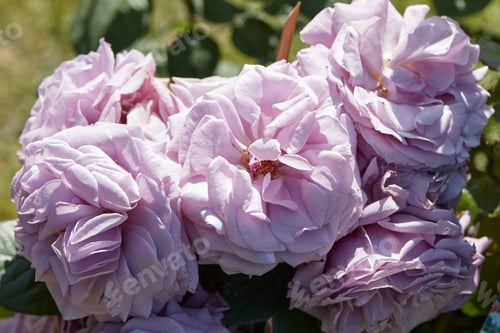 Preview: Pale purple roses in spring sunlight