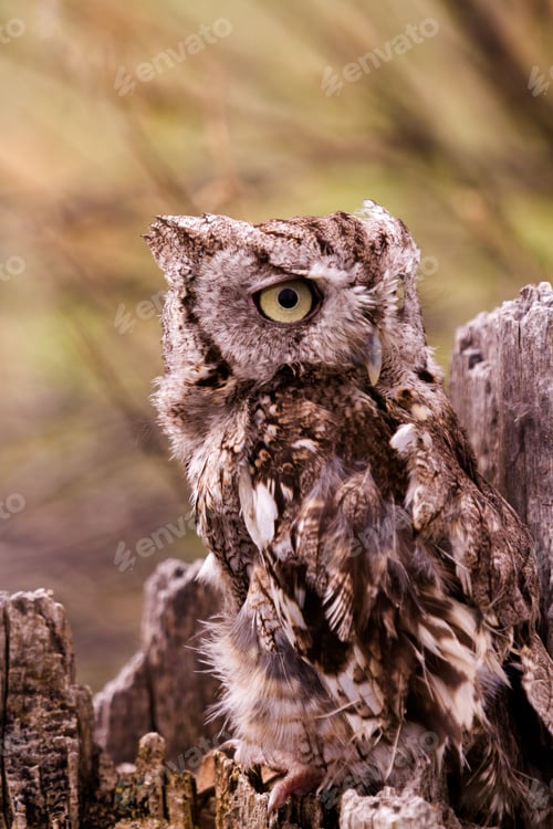 Preview: Western Screech Owl