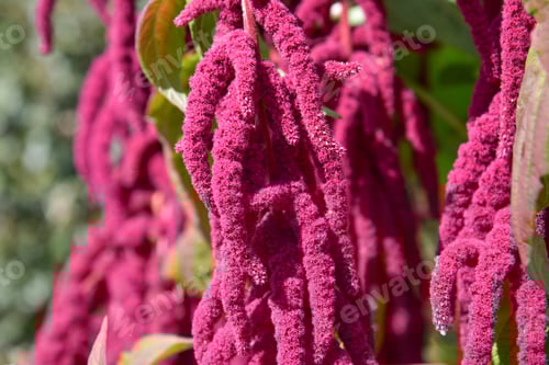 Preview: Hanging Red Amaranth Flowers in Natural Light