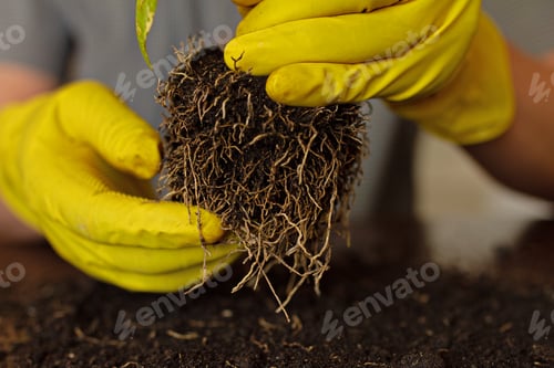 Preview: men's hands in yellow gloves holds indoor houseplant with open roots, close up