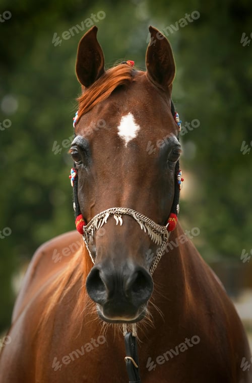 Preview: arabian, horse, mare, stallion, riding