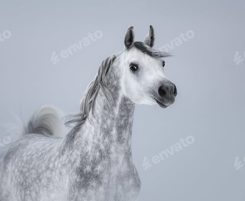 Preview: Arabian horse on light gray background.