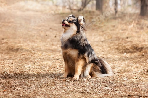 Preview: Portrait of nice spitz with merle color.