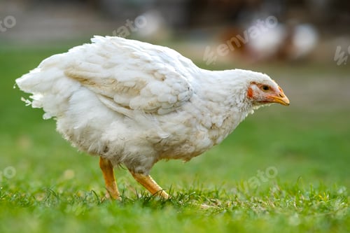 Preview: Hen feed on traditional rural barnyard. Close up of chicken standing on barn yard