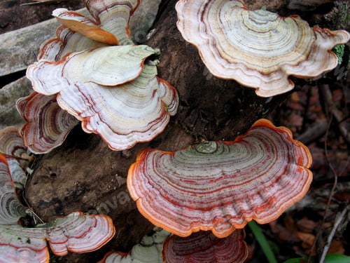 Preview: Rotten wood colorful tree fungi