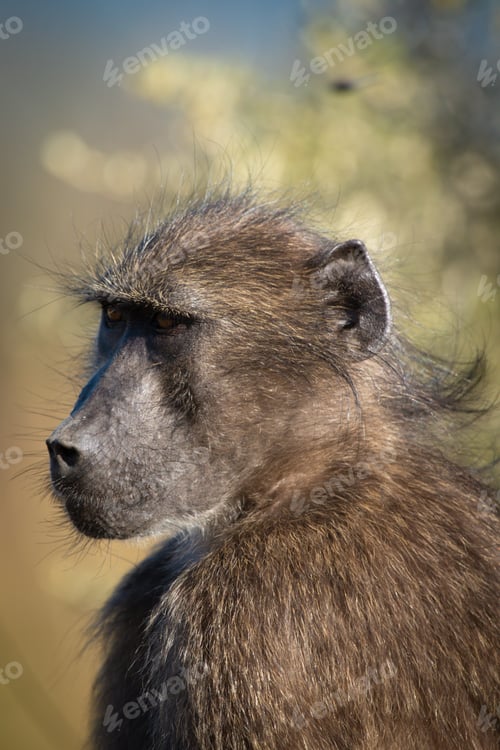 Preview: Baboon