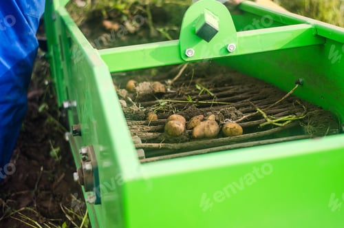 Preview: Potato tubers are dug out of ground onto a conveyor using a digger machine.