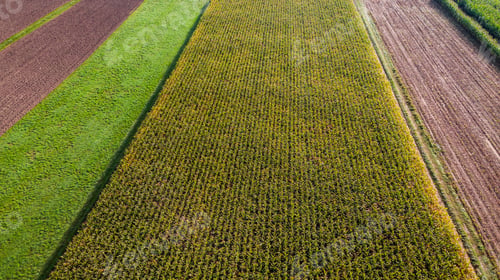 Preview: Countryside Farmland and Crop Colorful Fields. Aerial Drone Vie