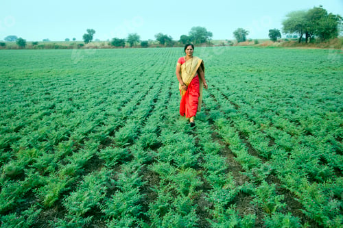Preview: Indian woman in traditional clothes walking in chickpea field