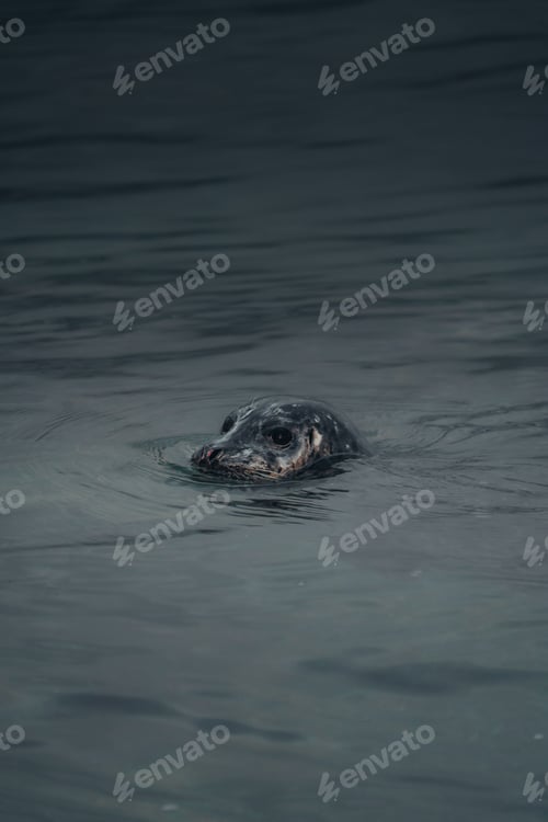 Preview: A vertical shot of a small sea lion peeking out of dark water