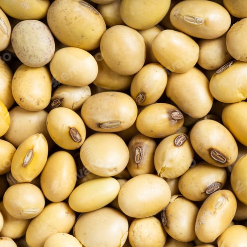 Preview: raw dried soybeans close up