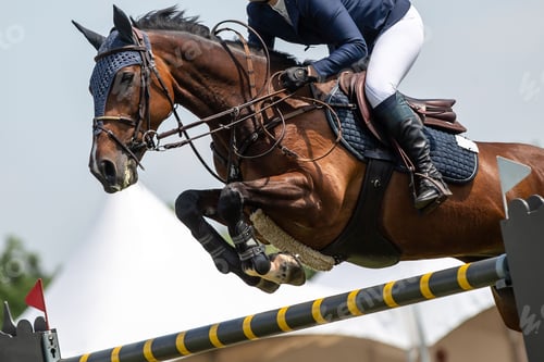 Preview: equestrian sports themed photograph horse jumping over an obstacle