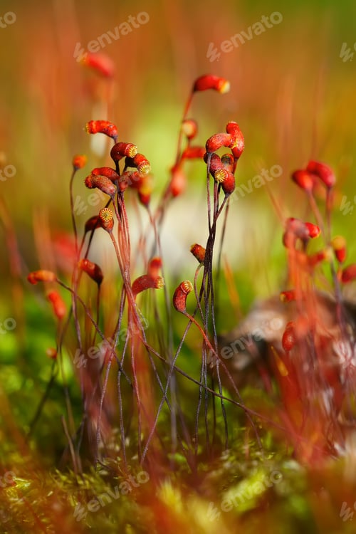 Preview: moss spores close up