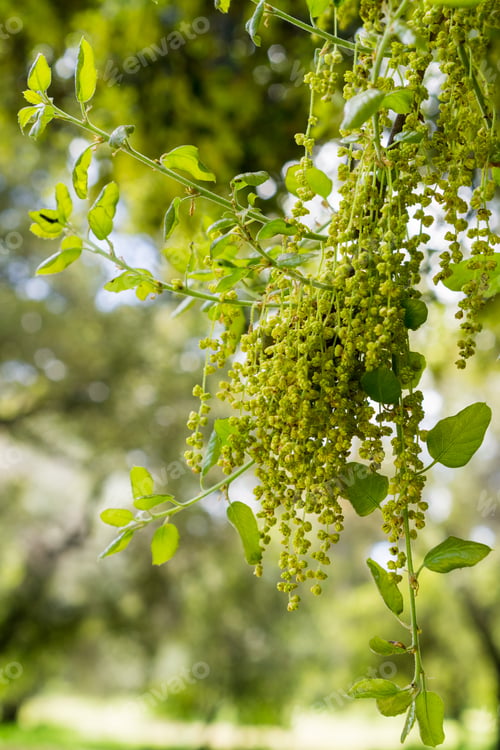 Preview: Coast Live Oak leaves and inflorescence (Quercus agrifolia), California