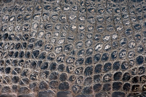 Preview: American Alligator (30 years) - Alligator mississippiensis