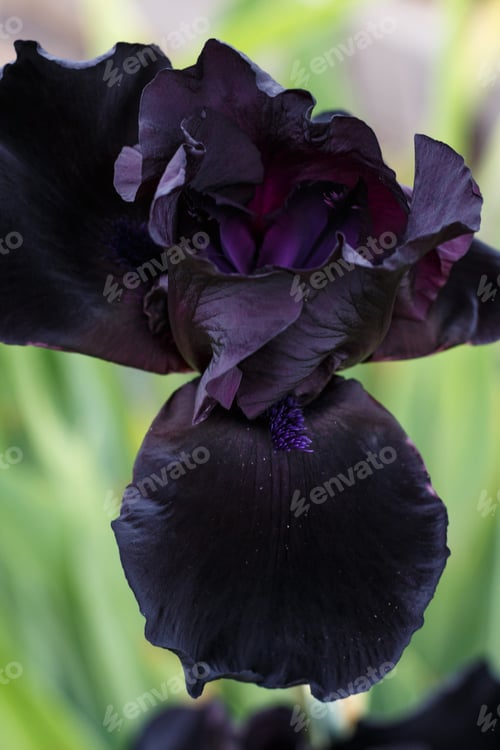 Preview: Beautiful dark blue iris flower.