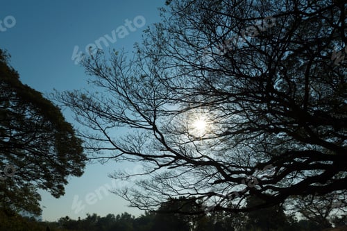 Preview: Life of tropical wild forest, Khao National Park, Thailand