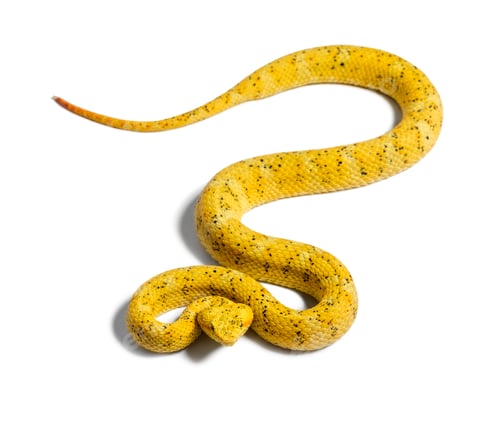 Preview: Bothriechis schlegelii, the eyelash viper, is a venomous pit viper against white background
