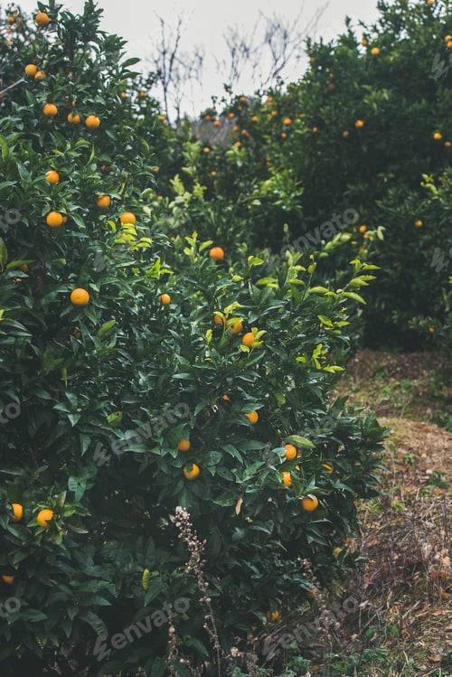 Preview: Orange trees with wild ripe oranges in mountain garden, Alanya