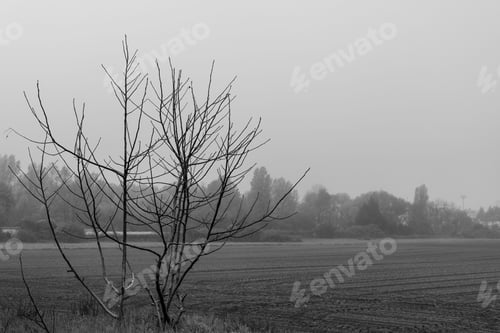 Preview: Bare tree by a field