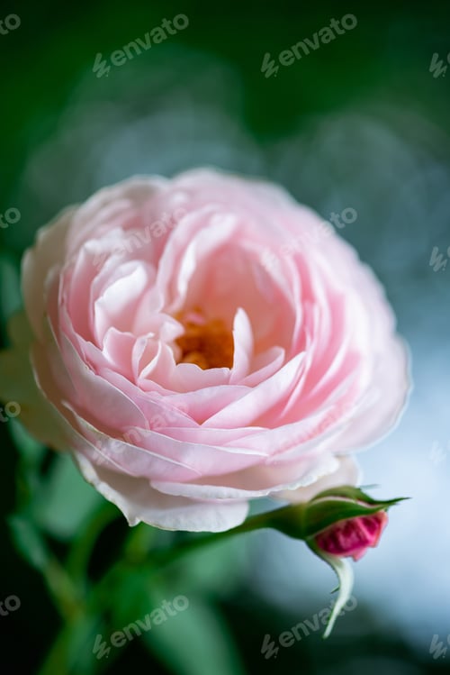 Preview: Tenderness pink Rose flower in flower garden. Beautiful rose flower over blurred green background