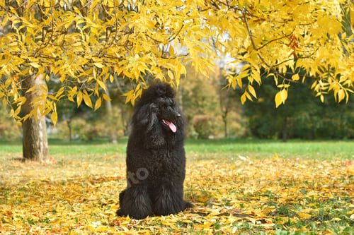 Preview: Black poodle sitting on autumn leaves