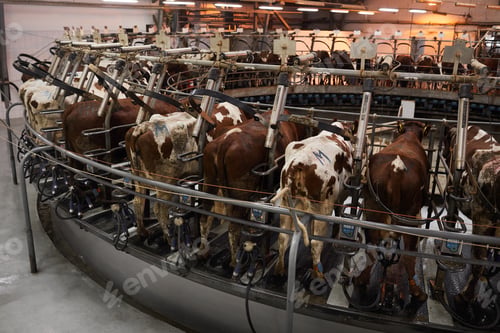 Preview: Cows in Milk Collector at Dairy Farm