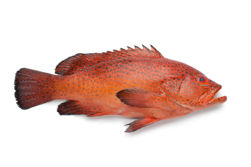 Preview: Coral Hind fish