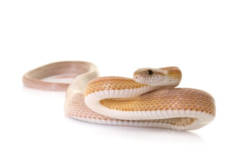 Preview: corn snake in studio