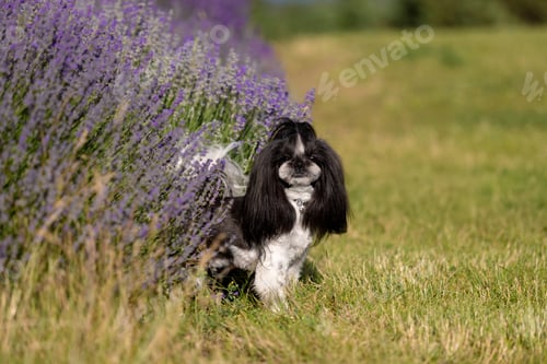 Preview: Shih Tzu Dog On Hill With Lavender Background