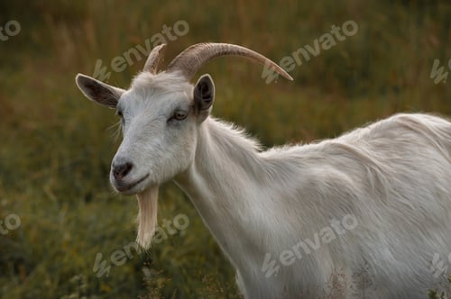 Preview: A white horned goat head on blurry natural grass background
