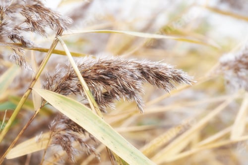 Preview: Denmark nature, countryside and environment