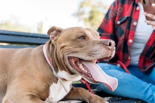 Preview: Beautiful Brown Dog Portrait