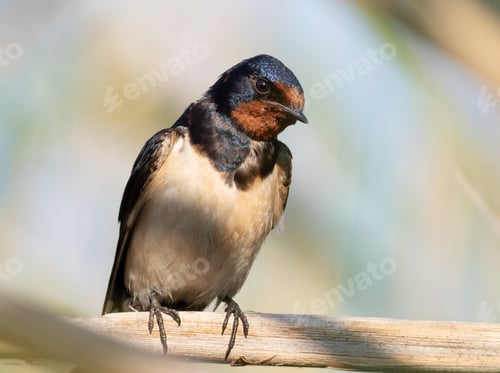 Preview: Barn swallow, Hirundo rustica. A bird sits on a reed stalk above the river