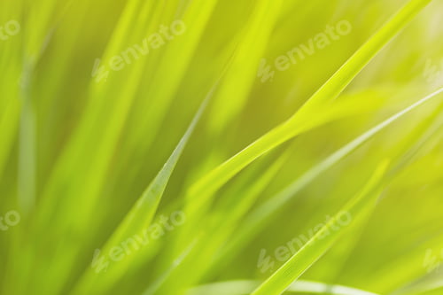 Preview: Zoomed in photo of green grass in sunset