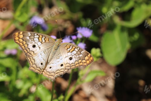 Preview: Closeup shot of a white peacock butterfly perched atop a bed of lush, colorful flowers and foliage.