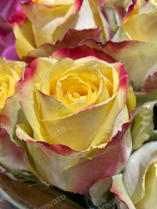 Preview: Roses