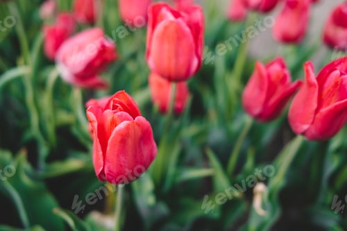 Preview: Blooming pink tulips field in Holland (Netherlands). Colorful flowering garden, spring season. Natur