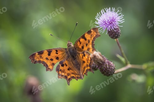 Preview: Closeup shot of an orange spotted comma butterfly on a purple thistle flower
